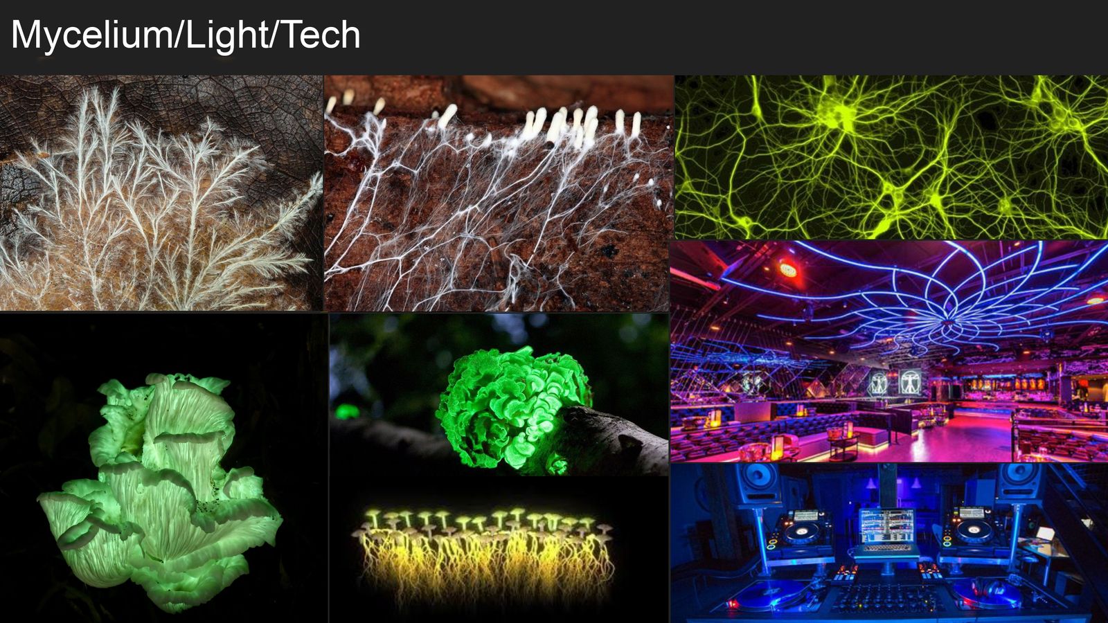 Mycelium / Light / Tech
